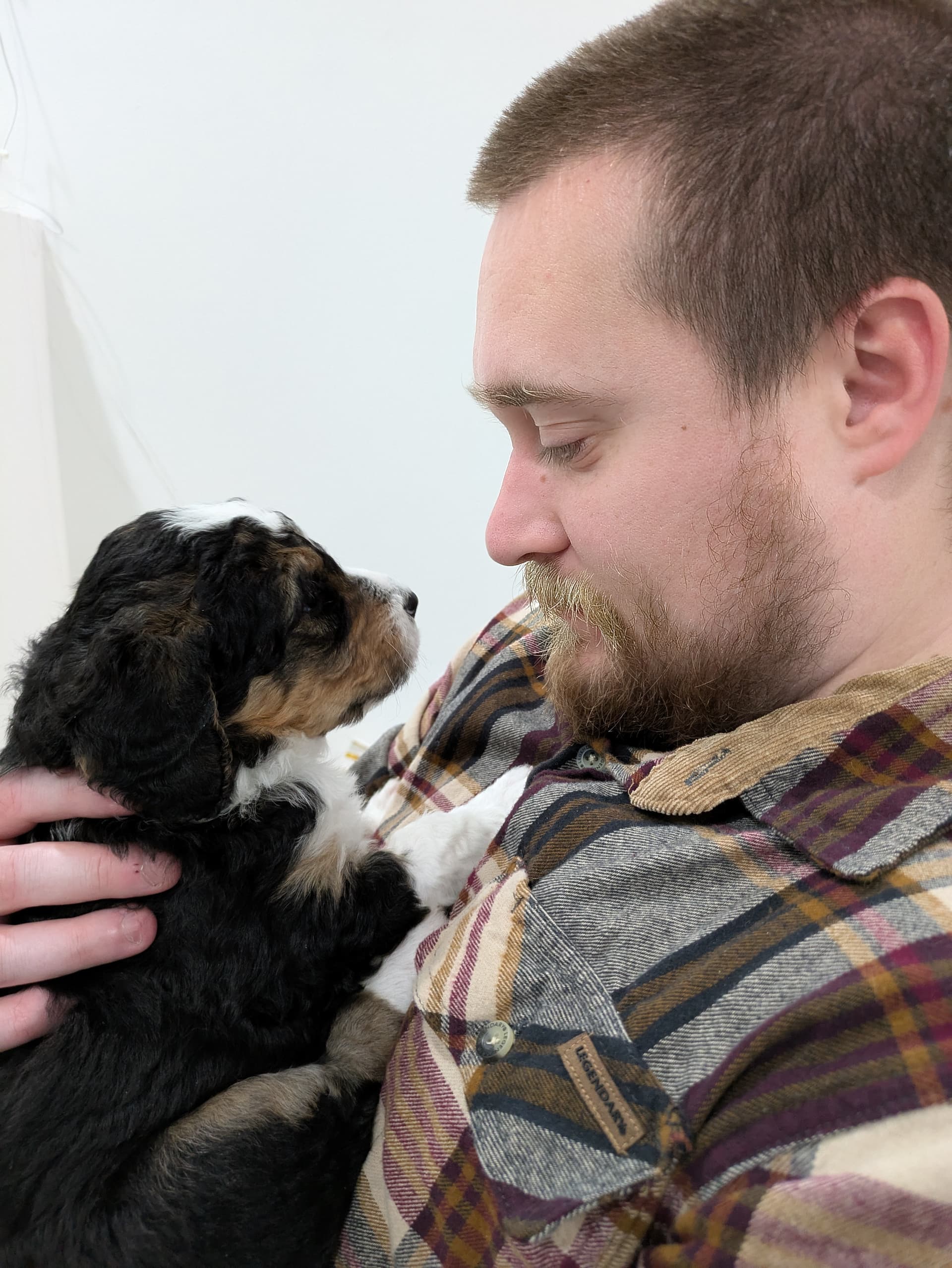 Bernedoodle