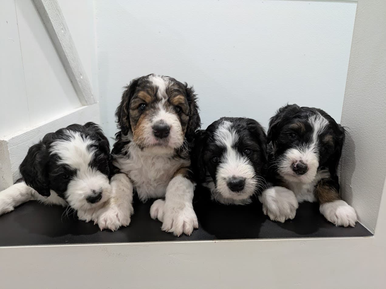Bernedoodle
