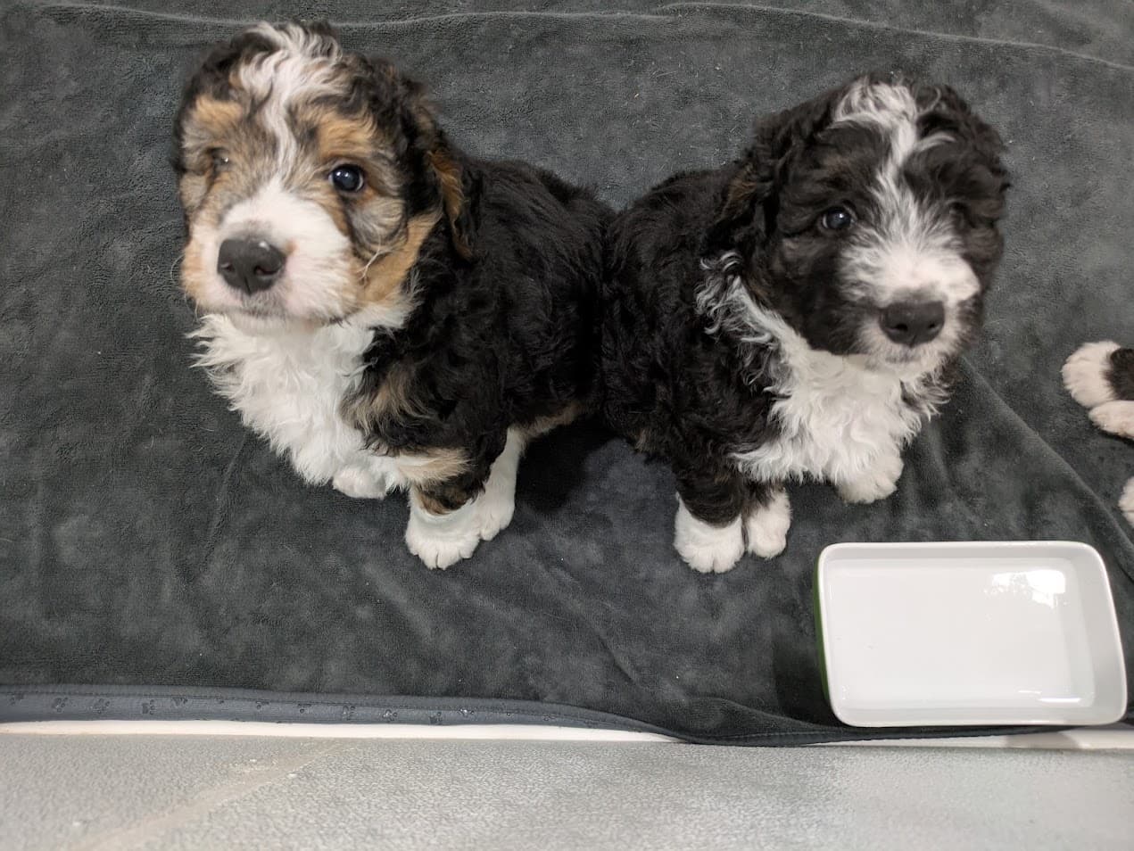 Bernedoodle