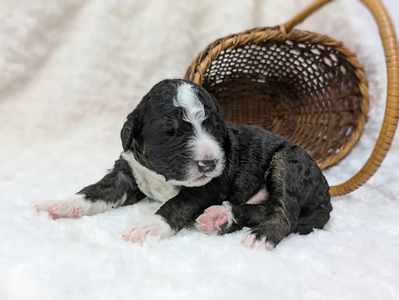 Jellybean (Adopted)