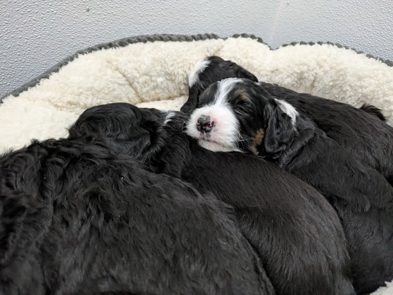 Bernedoodle
