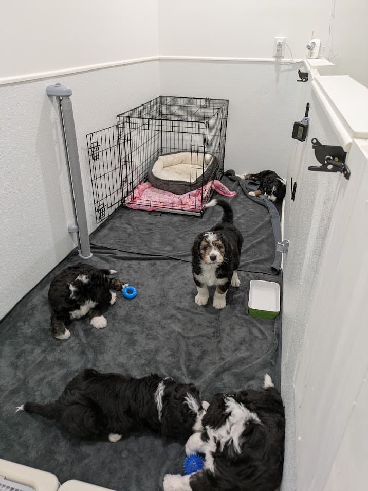 Bernedoodle