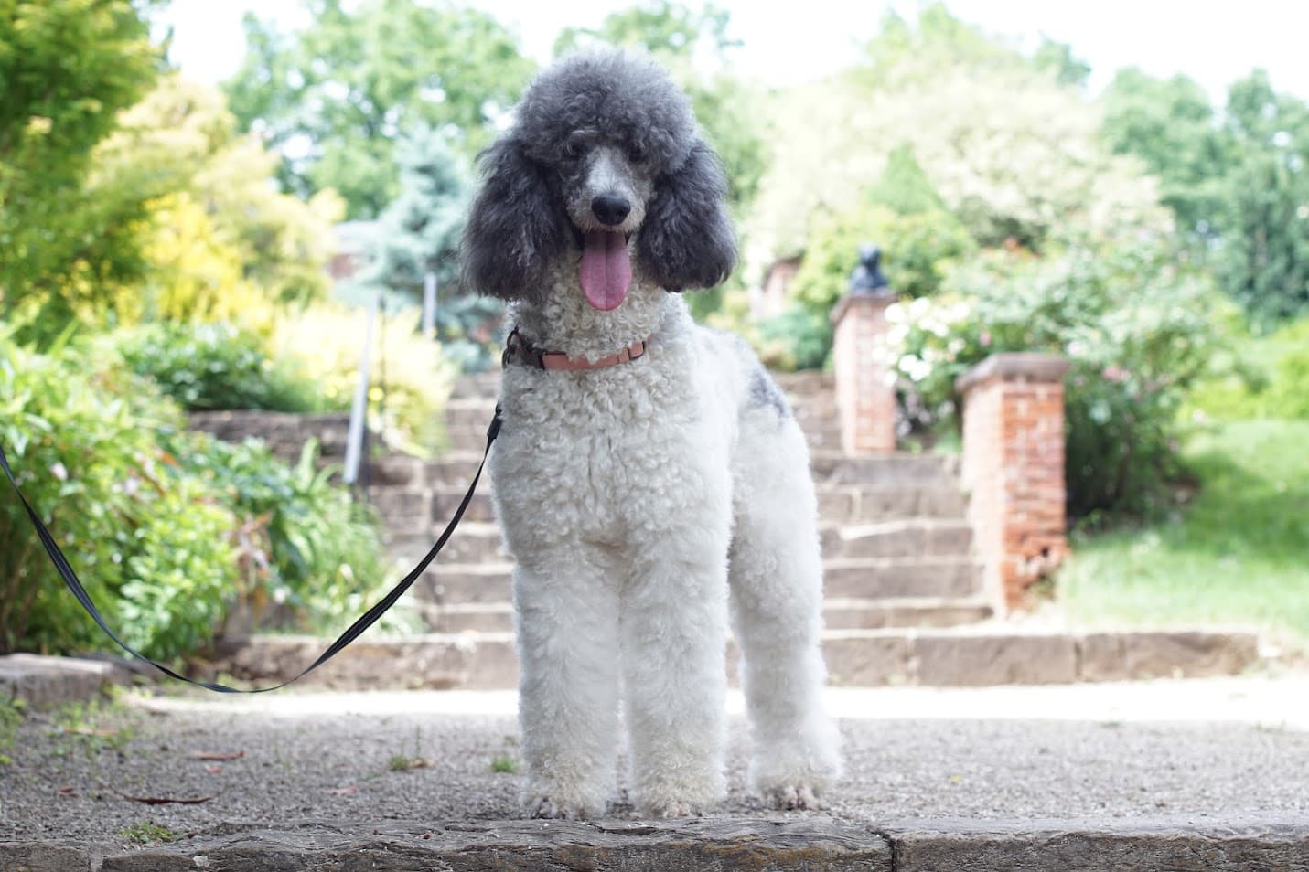 Bindi — Standard Poodle