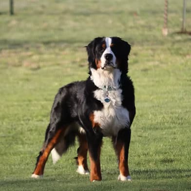 Cooper — Bernese Mountain Dog