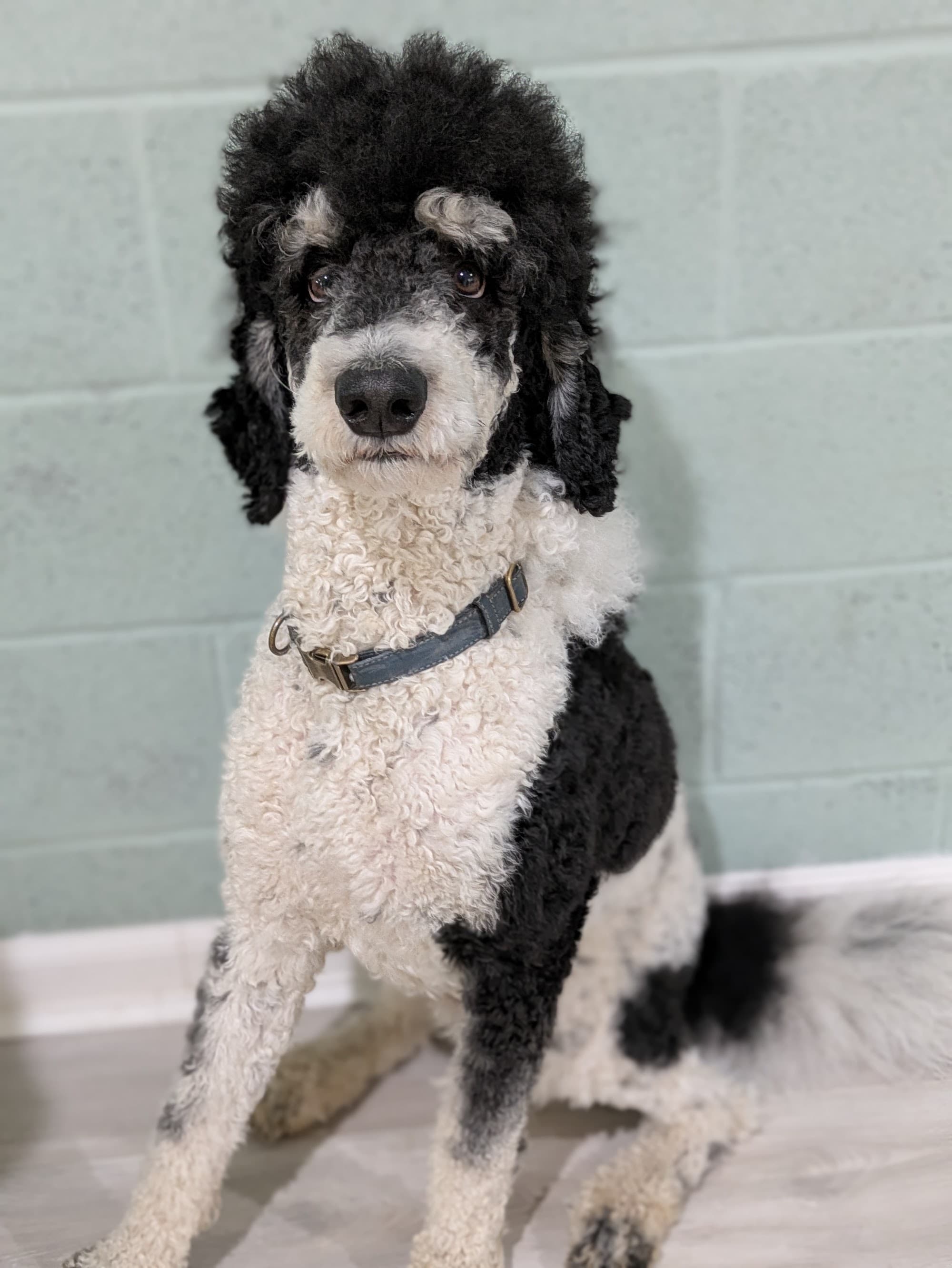 Jacob — Parti Poodle