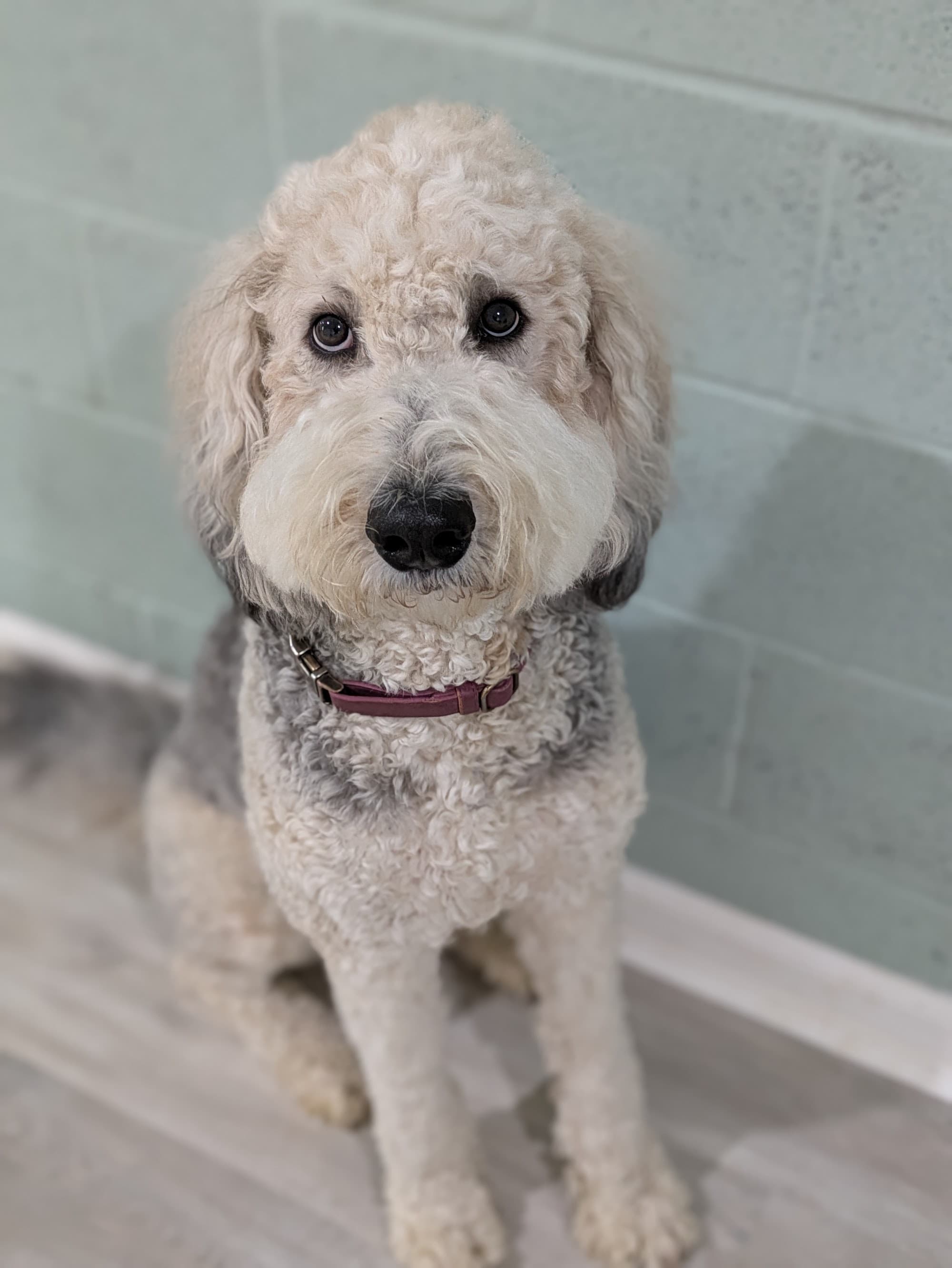 Queenie — F1 Bernedoodle