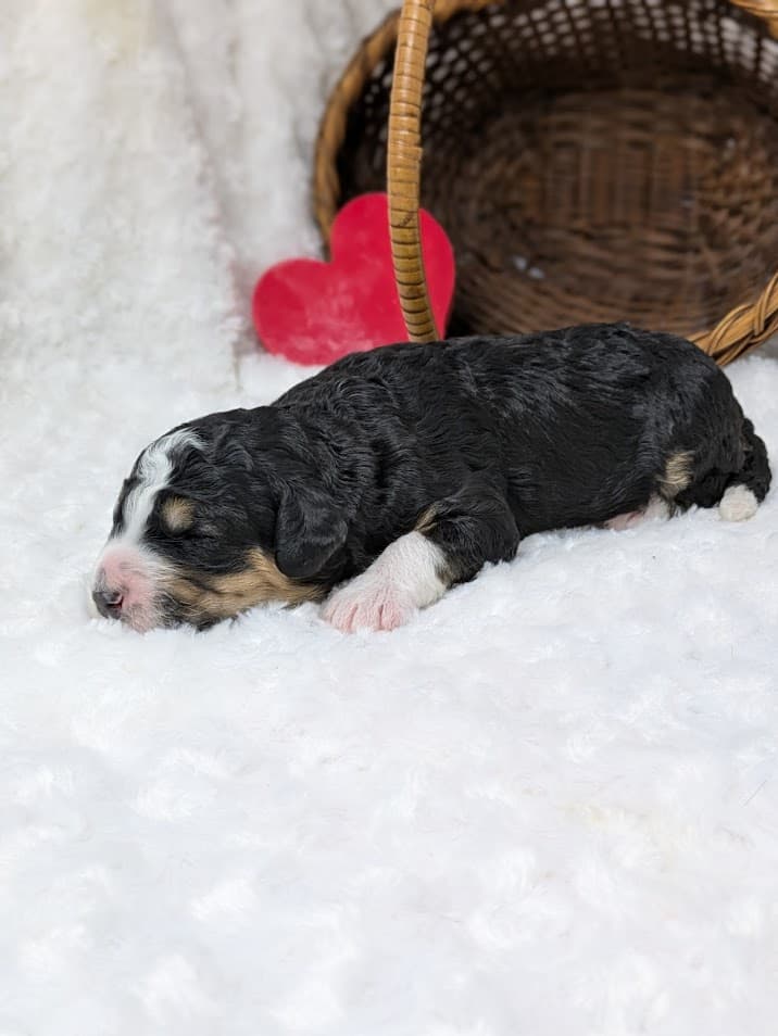 Truffle