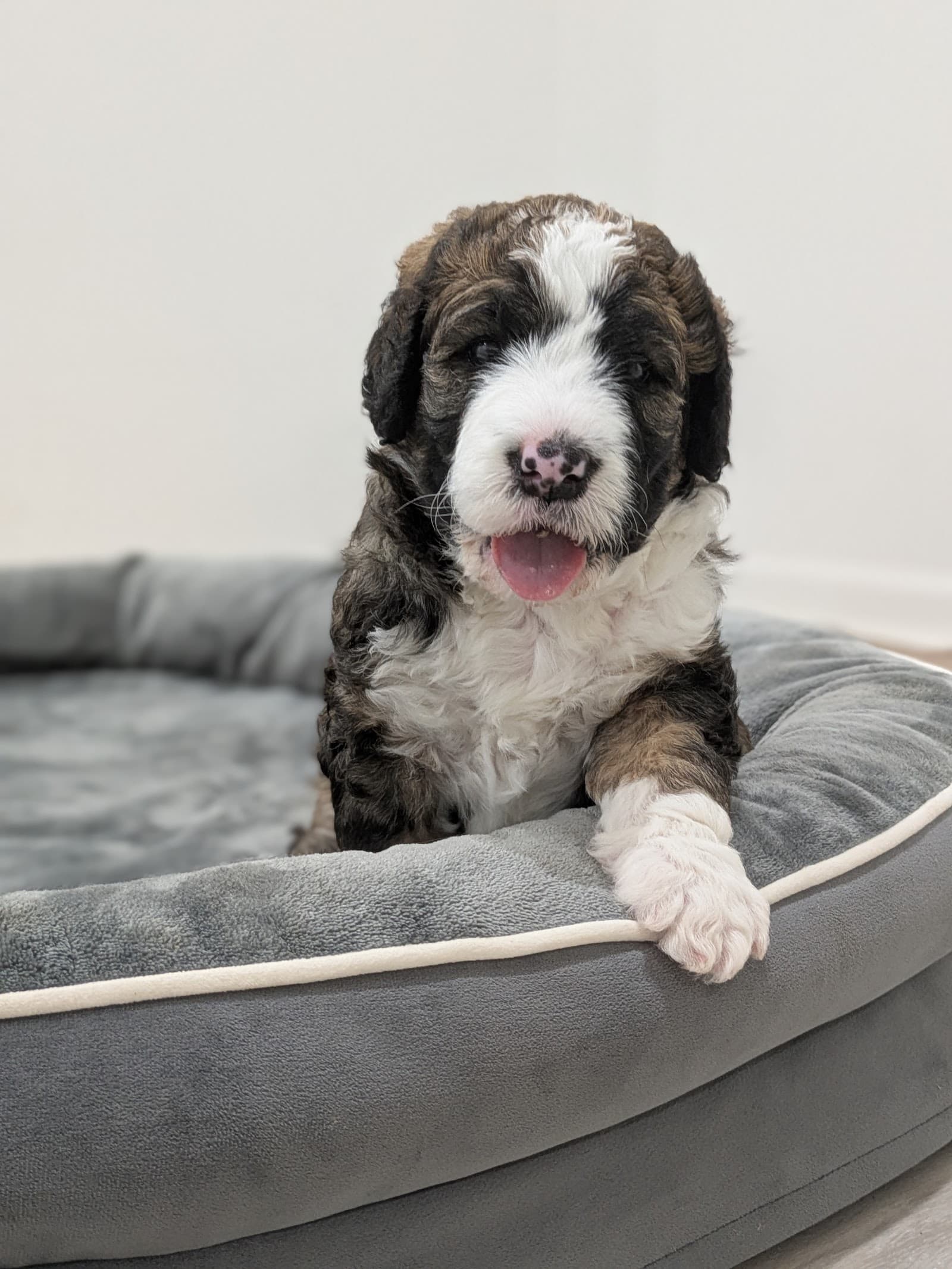 A happy F1B Bernedoodle puppy