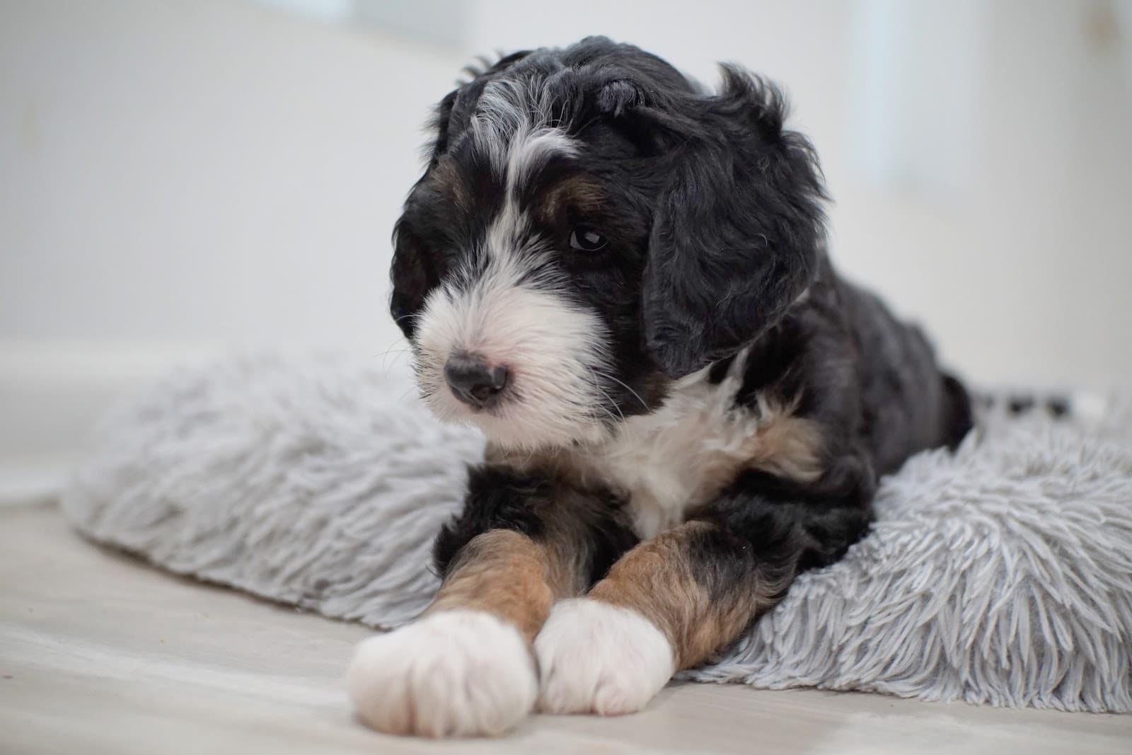A healthy tri-color F1B Bernedoodle puppy in our studio at Harpers Ferry Doodles