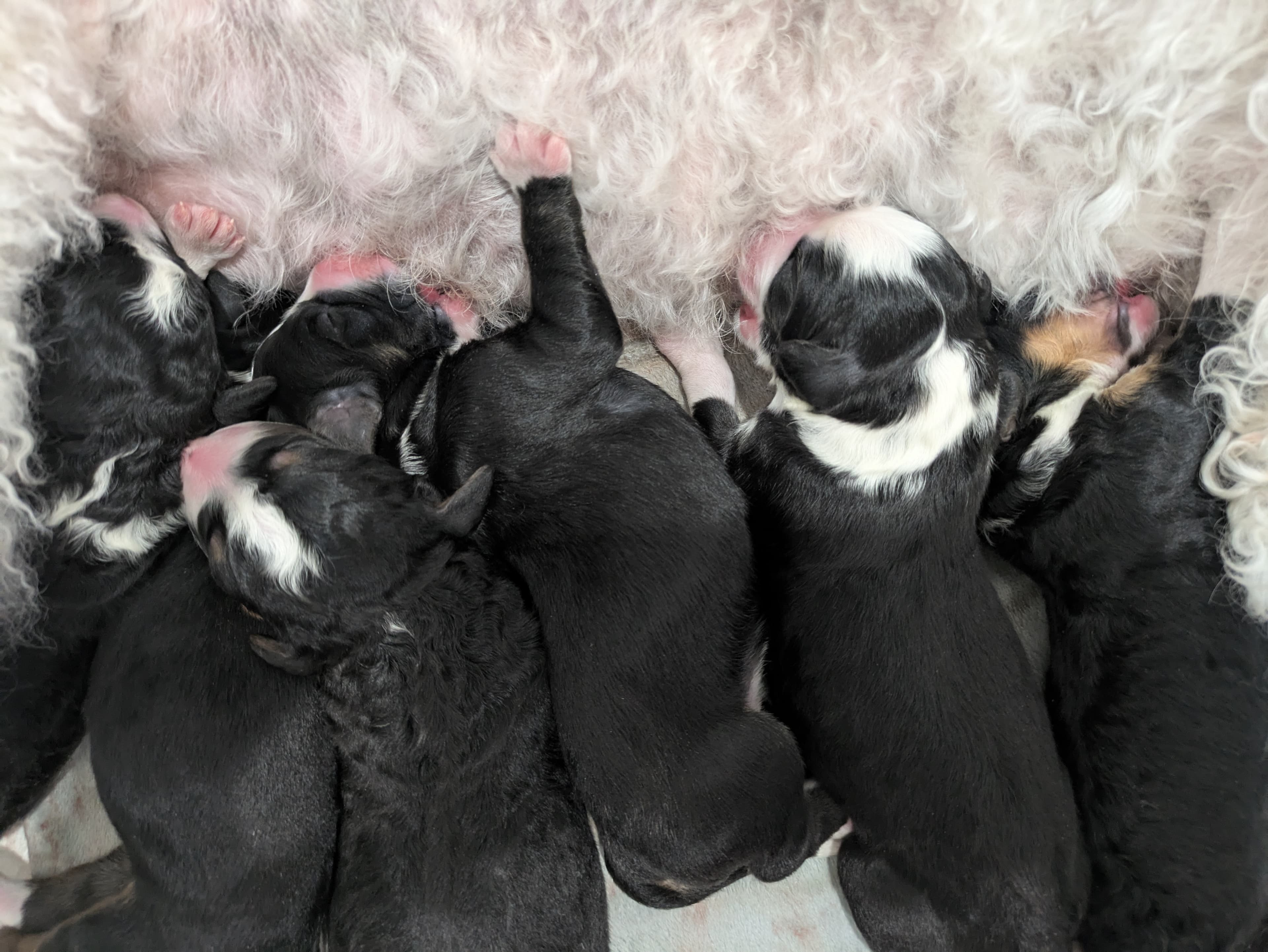 newborn bernedoodle puppies from first litter