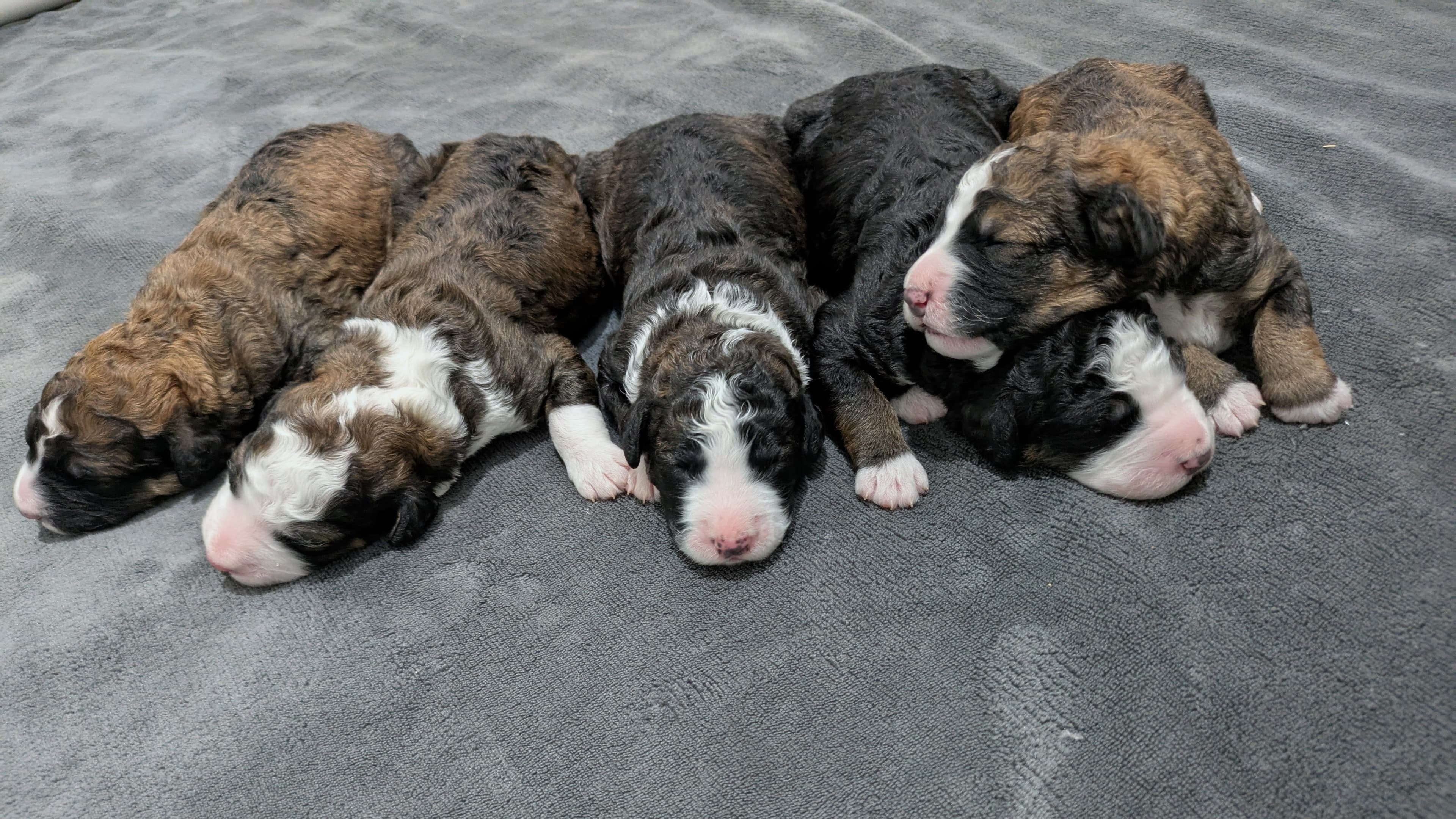 Giving Puppies the Best Start: ENS and ESI Explained